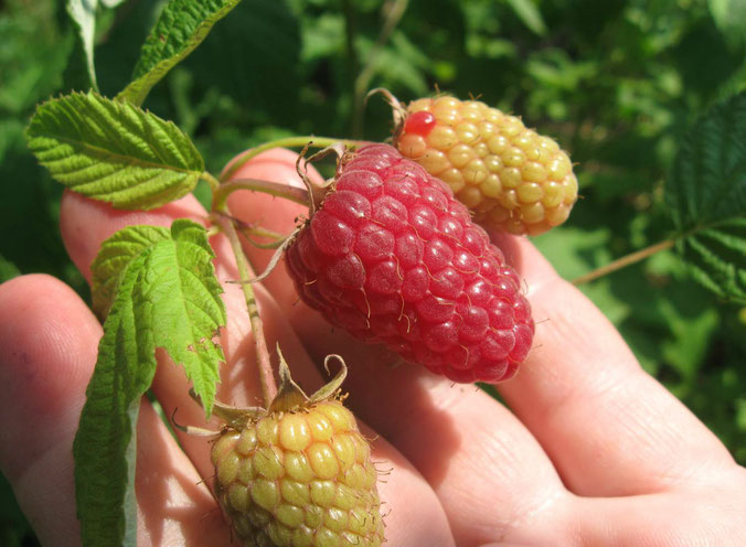 Чем подкормить малину летом для высокого урожая