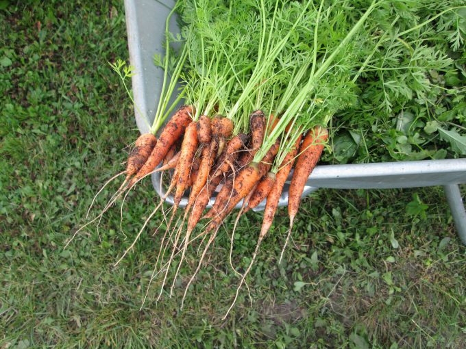 Когда убирать морковь с грядки на хранение 