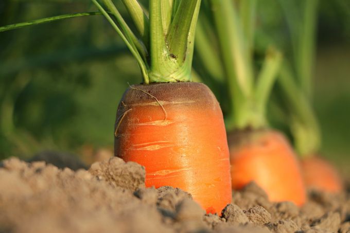 Чем подкормить морковь для роста