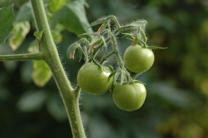 Чем подкормить помидоры в начале плодоношения