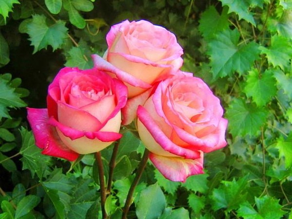 Как отличить куст розы от шиповника по листьям фото