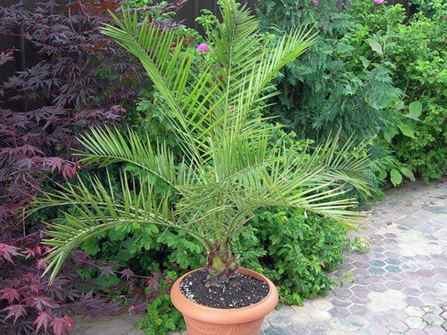 Как посадить и вырастить пальму из финиковой косточки