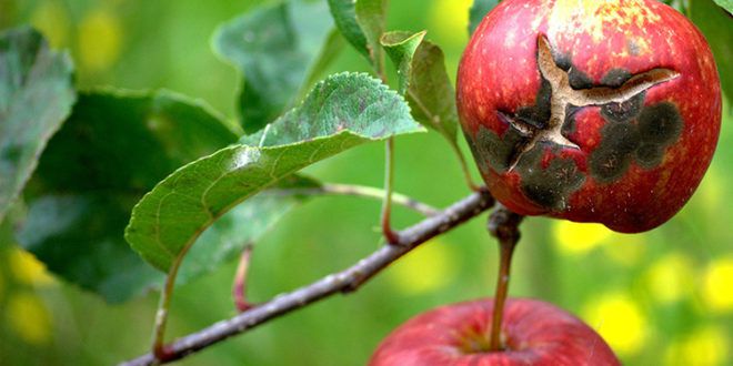 Какие существуют болезни яблонь