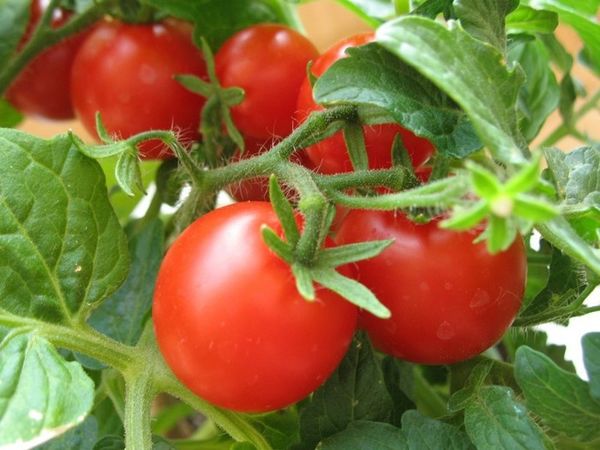 Как правильно хранить томаты