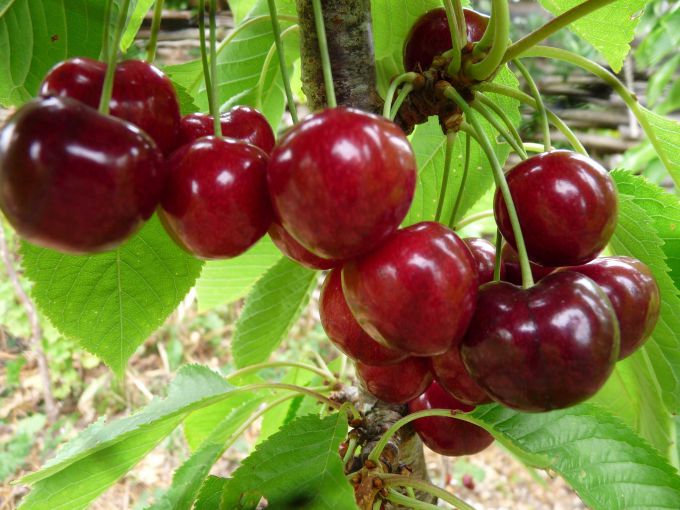 Какой сорт вишни посадить в средней полосе России: выбираем лучший