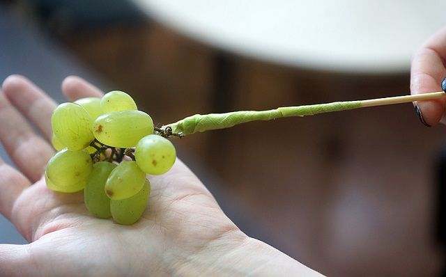 Прикрутите шпажки флористической лентой к веточкам винограда