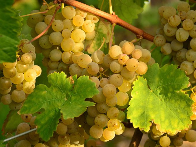 Когда и чем укрывать виноград осенью