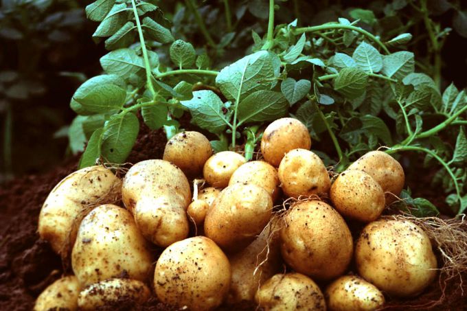 Что делать с ботвой картофеля 