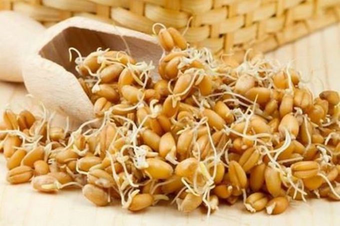 Как прорастить пшеницу
