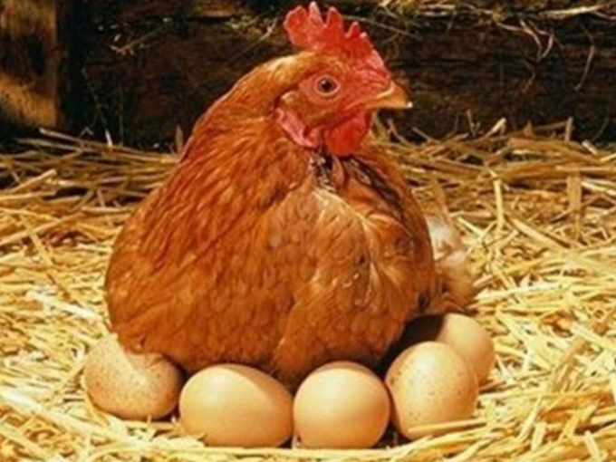 Салат с курицей и яйцом: пошаговые рецепты с фото для легкого приготовления
