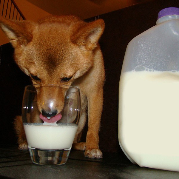 Можно ли давать собакам молоко