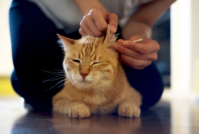 Можно ли чистить уши перекисью водорода кошкам