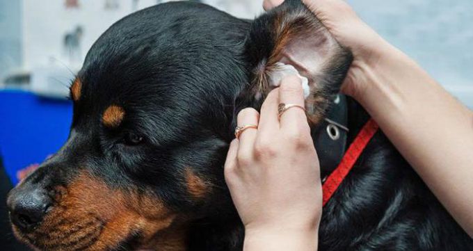 Можно ли чистить уши перекисью водорода собакам