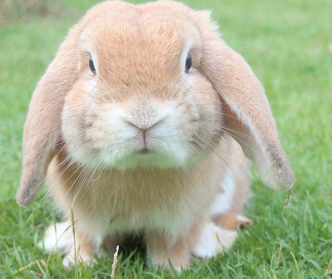 Как и чем кормить декоративного кролика в домашних условиях