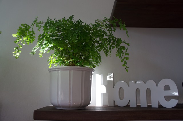 Топ-5 комнатных растений для чистого воздуха в квартире