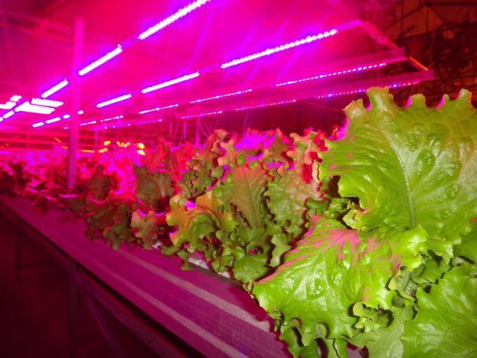 Какие преимущества у светодиодных ламп для растений