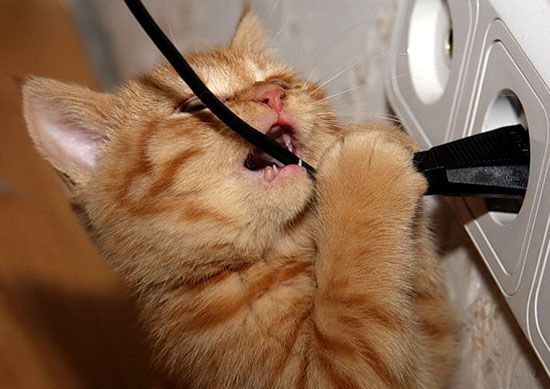 Как отучить кота, кошку или котенка лазить на стол и грызть провода: что делать