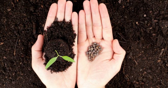 Как сажать семена на рассаду: важные моменты для хорошего урожая