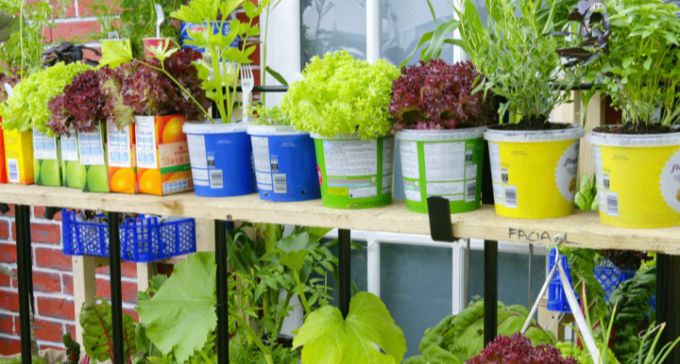 Как посадить салат в контейнер и ухаживать за ним