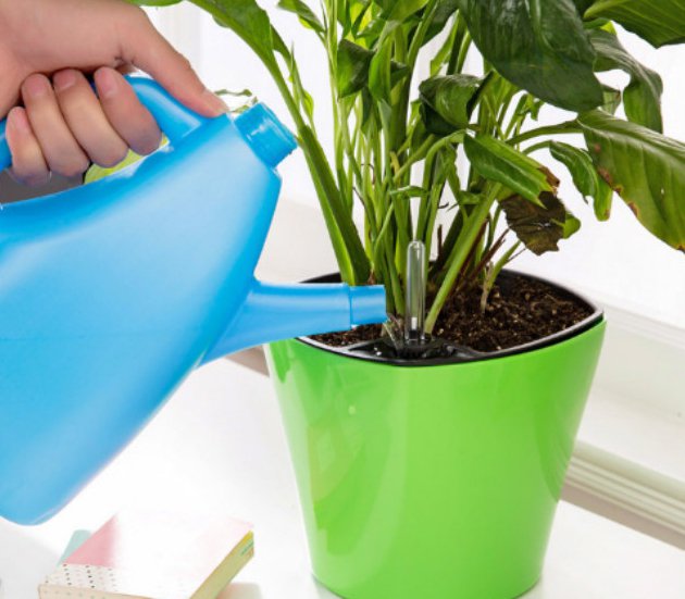 Как используют перекись водорода для комнатных растений