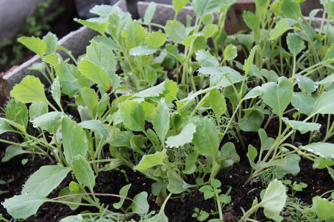 Как вырастить рассаду белокочанной капусты