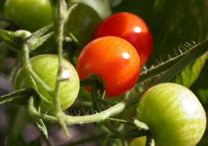 Чем подкормить рассаду помидоров, чтобы была толстенькой