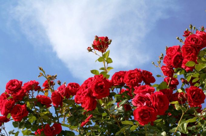 Чем подкормить розы весной для пышного цветения в саду