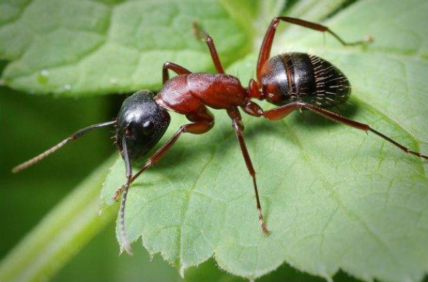 Как избавиться  от муравьев народными средствами