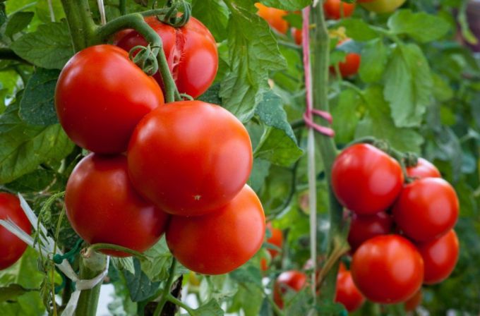 Как подкормить томаты