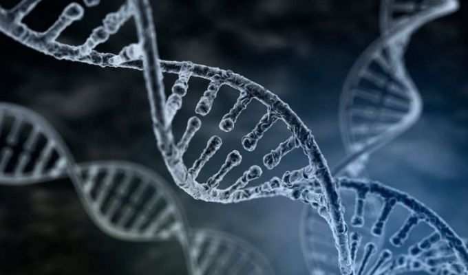 Ген, геном, хромосома: определение, структура, функции
