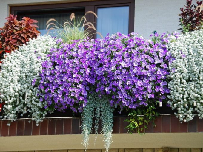 Цветы для балкона цветущие все лето фото и название неприхотливые