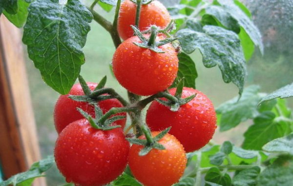 Как нужно правильно поливать помидоры