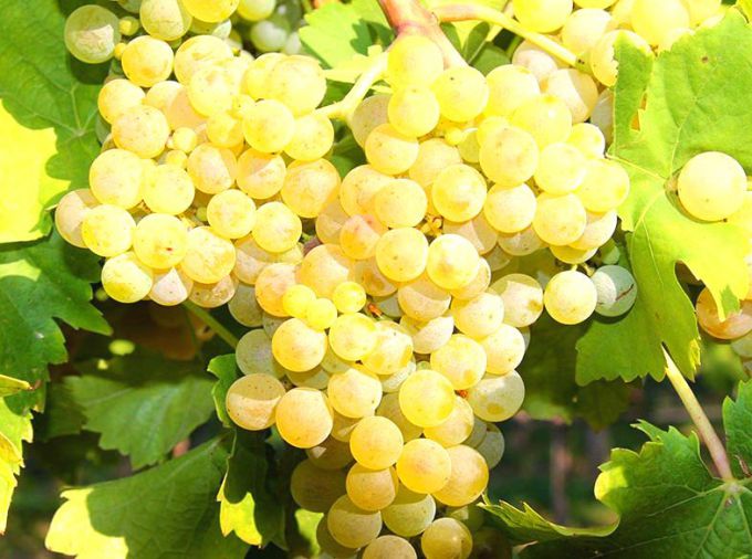 Виноград «Виорика» любим многими садоводами