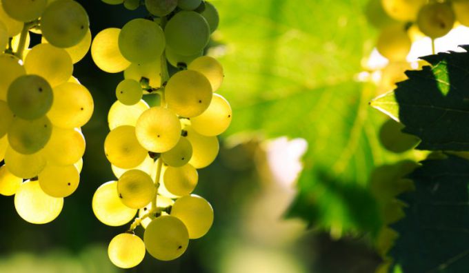 Мускатные сорта винограда: описание и характеристика 