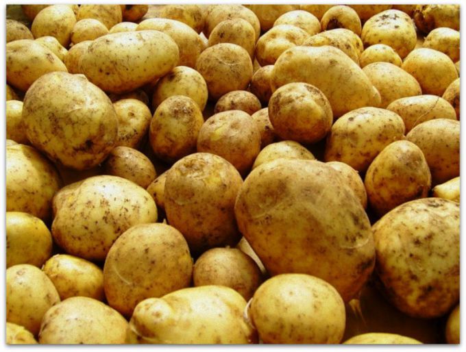 Картофель "Гала": описание сорта и агротехника выращивания