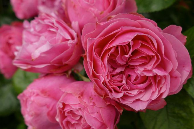 Розы: 7 красивейших сортов, устойчивых к мучнистой росе