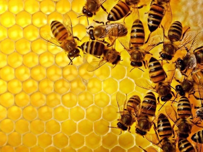 Породы пчел и их описание