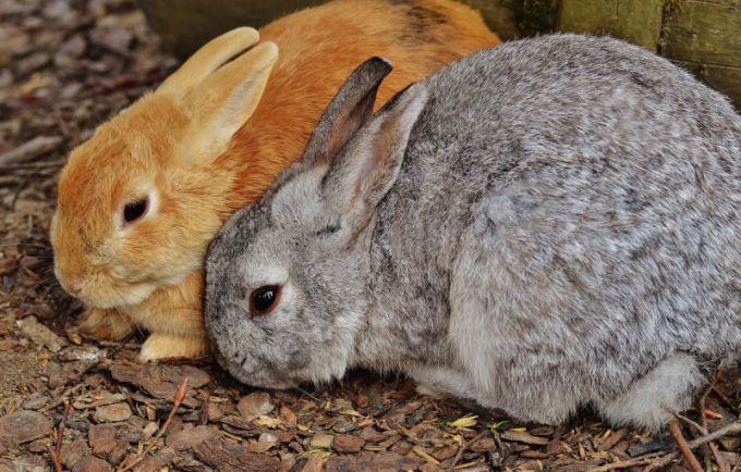 Миксоматоз у кроликов: причины, симптомы, лечение и профилактика