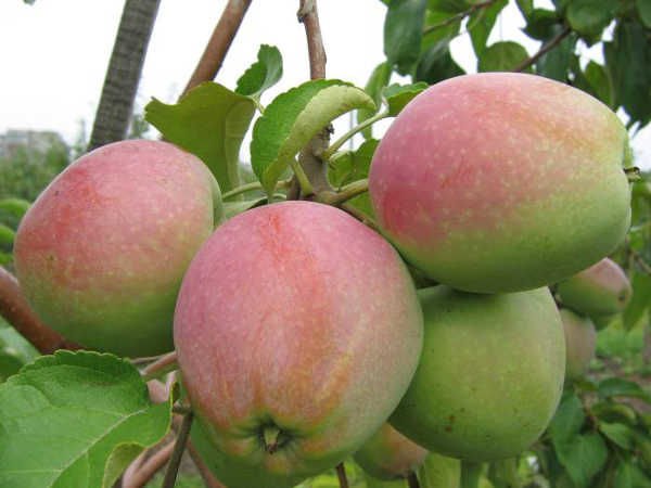 Яблоки сорта "Северный Синап"