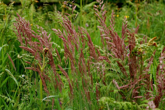 Овсяница красная: уход и выращивание газонной травы Сад и огород