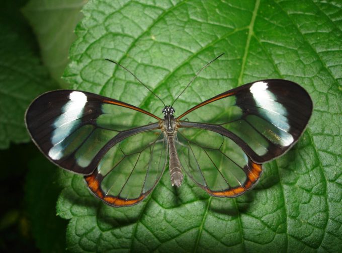 Что это за болезнь "Синдром бабочки" и чем она проявляется?