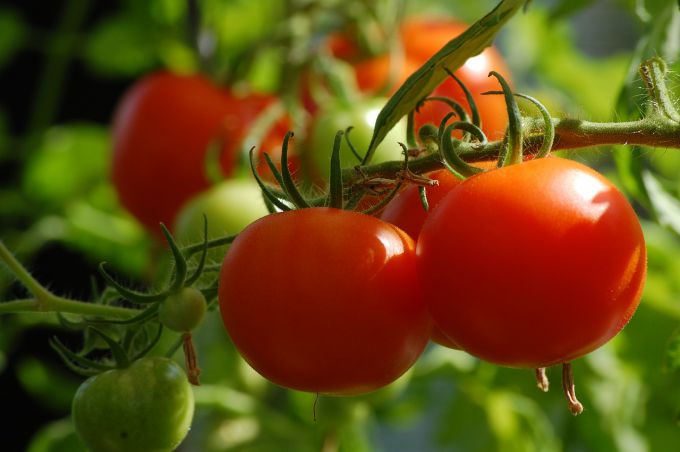 Как обработать помидоры борной кислотой для завязи