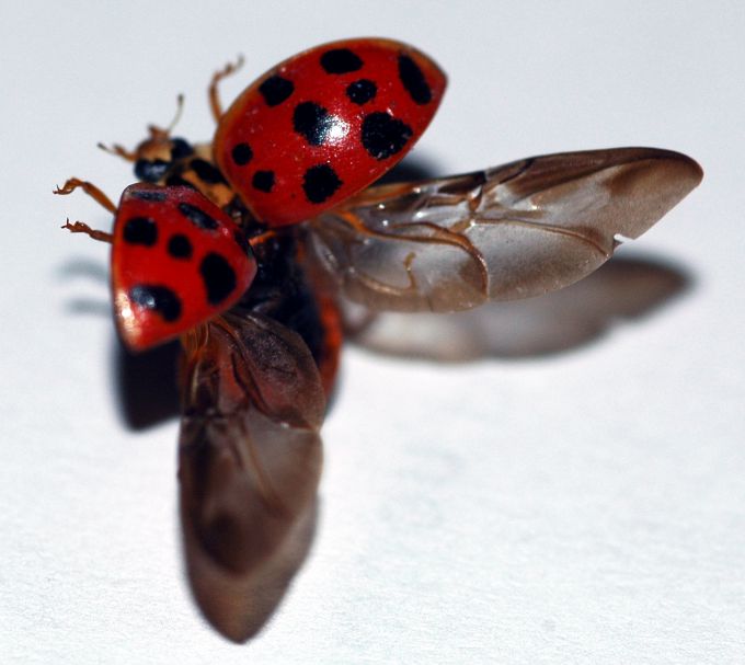 Энтомология - наука о насекомых