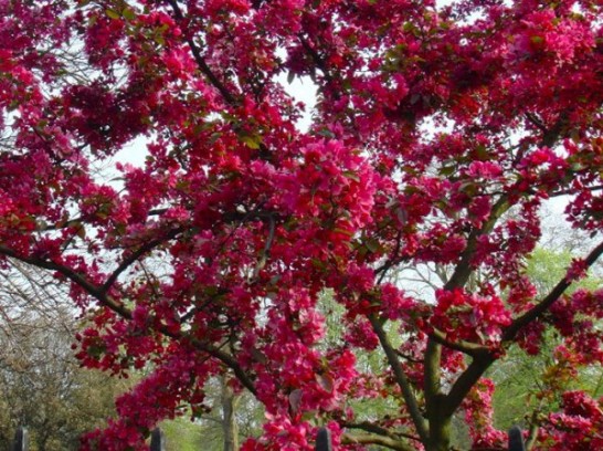 Яблоня "Роялти" с пурпурными листьями и рубиновыми цветками - настоящее украшение сада.