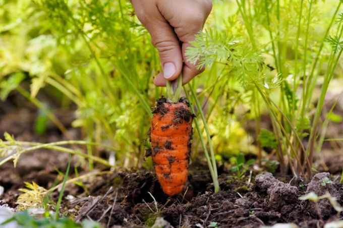 Как правильно прореживать морковь и зачем это делать