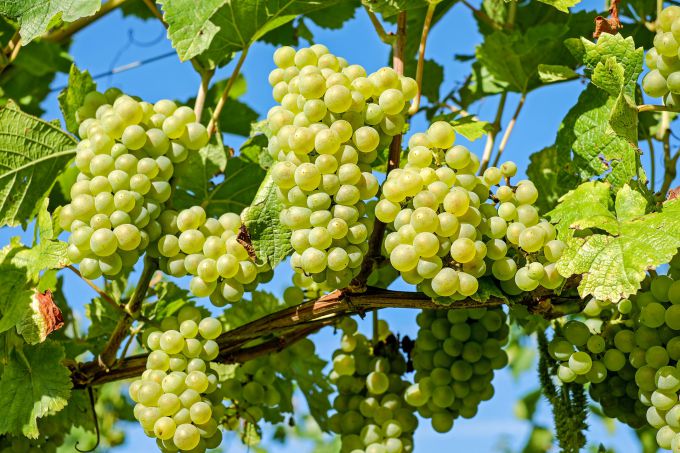 Сорт винограда «Восторг»: характеристики и описание сорта
