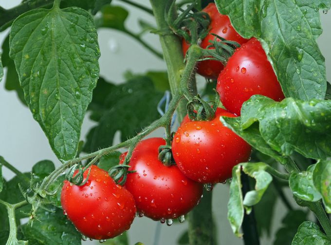 Чем подкормить помидоры в августе в теплице