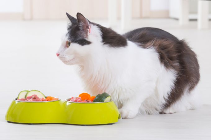 Правильный рацион для кошек: натуральное питание