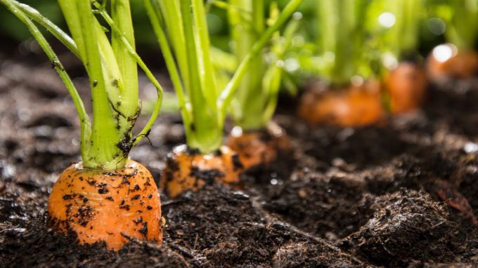 Как сеять морковь в открытый грунт семенами весной фото