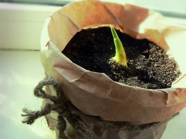 Как растет имбирь: выращивание имбиря в домашних условиях